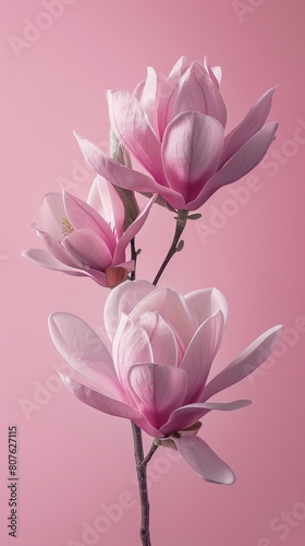 Creative visualization poster with magnolia flowers defying gravity  set against a clean  stark background for a dramatic visual impact