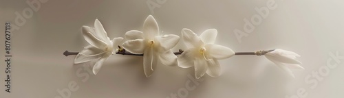 Conceptual art poster depicting vanilla blooms levitating in a perfectly ordered arrangement  with a crisp  uncluttered background emphasizing simplicity and purity