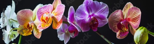 Artistic poster of orchid flowers levitating, arranged against a stark background to emphasize their intricate patterns and vibrant colors