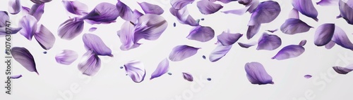 Abstract representation of lavender petals segmented and floating freely, using negative space to explore the flowers aromatic and therapeutic properties