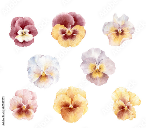 Pansy flower watercolor illustration clipart.  Yellow  orange  pink and violet garden pansy flower
