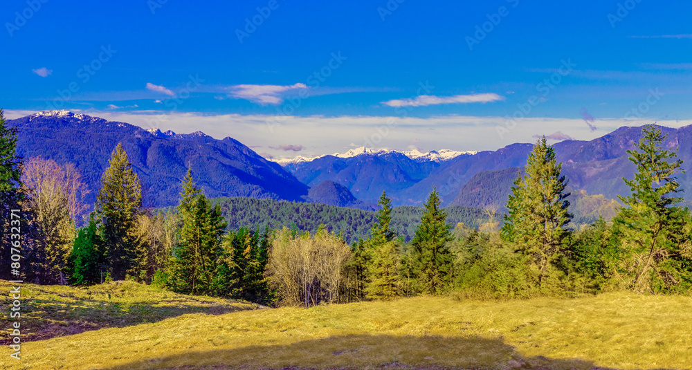 Meadow at edge of forest with alpine mountain backdrop.