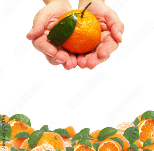Hand holding oranges isolated