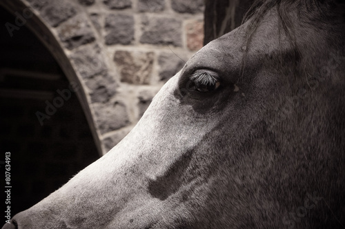 horse © NESRU