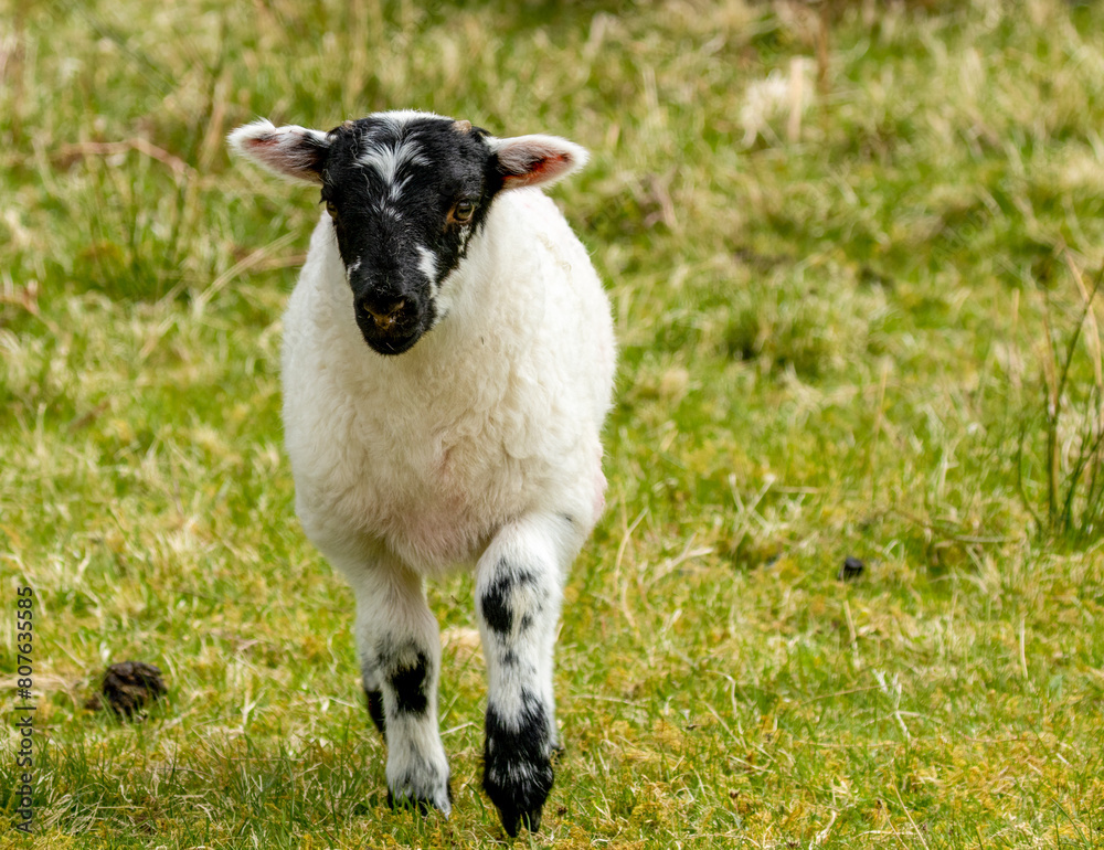 Close up head shot of a cute little lamb with a black face in a green field Close up head shot of a cute little lamb with a black face in a green field