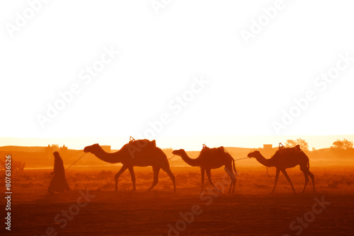 Horizontal banner with caravan of camels in Sahara desert  Morocco. Driver-berber with three camels dromedary on sunrise sky background and traditional moroccan houses