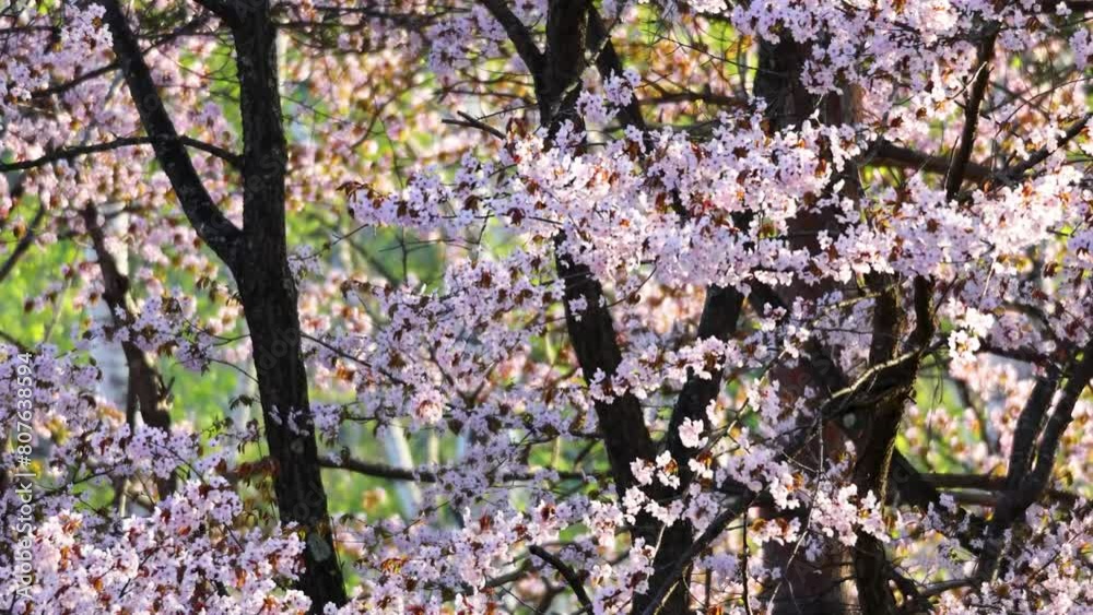 蝦夷山桜1 蝦夷山桜1