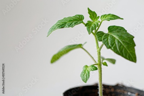 Side view of a tomato sapling in a pot  focus on delicate stems and leaves  against a white background
