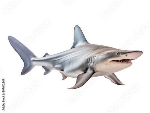 a shark with a long tail photo