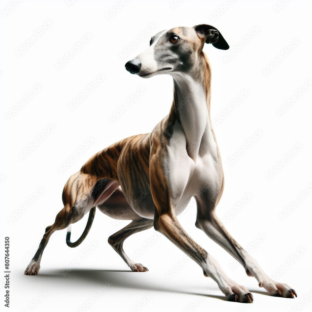 Image of isolated greyhound against pure white background, ideal for presentations
