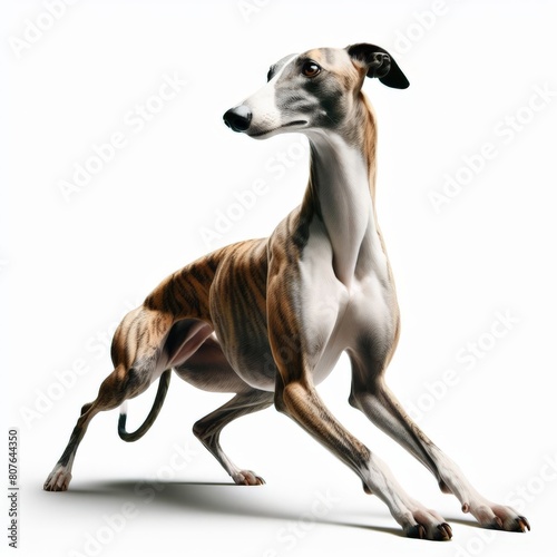 Image of isolated greyhound against pure white background  ideal for presentations 
