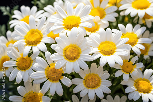 White and yellow daisies in a bouquet on a sunny day