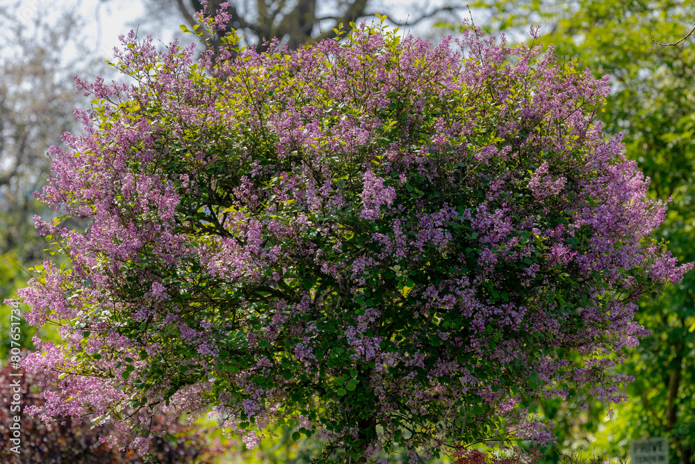 Selective focus of branches of purple flowers in the garden, Common Lilac with green leaves, Syringa vulgaris is a mainstay of the spring landscape in northern and colder climates, Nature background. Selective focus of branches of purple flowers in the garden, Common Lilac with green leaves, Syringa vulgaris is a mainstay of the spring landscape in northern and colder climates, Nature background.