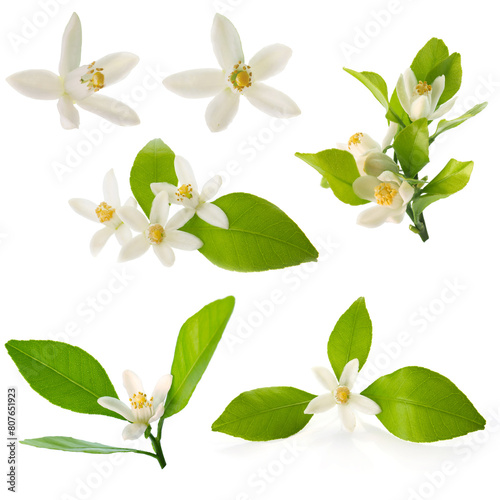 tangerine flowers isolated on a white background. macro 