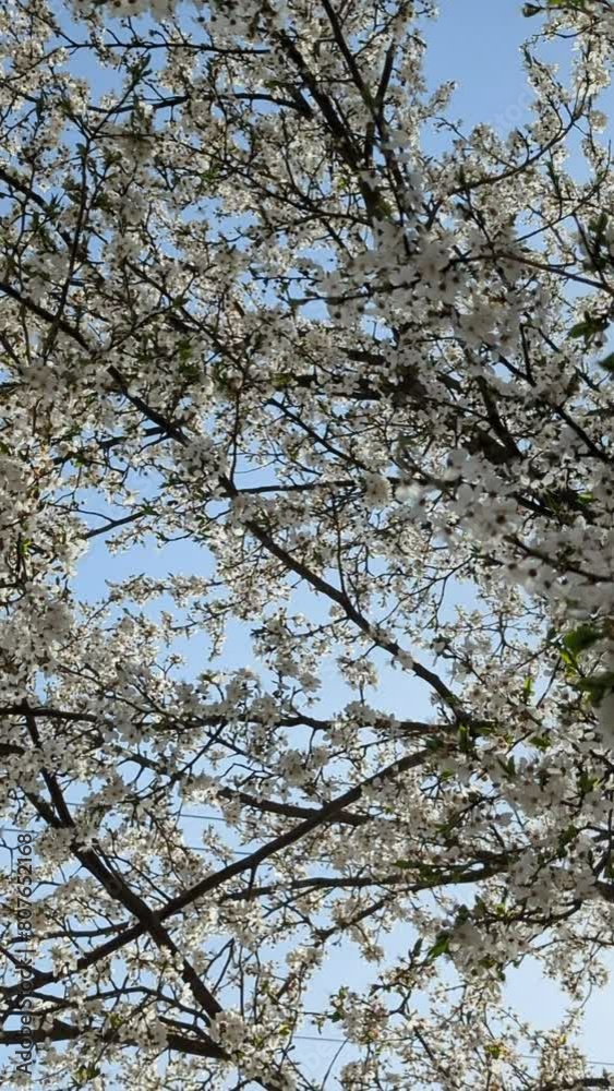 Blooming white plum in spring, spring flower Blooming white plum in spring, spring flower