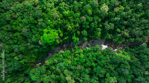 Aerial view of mixed forest  deciduous trees  greenery and waterfalls flowing through the forest. The rich natural ecosystem of rainforest concept is all about conservation and natural reforestation  