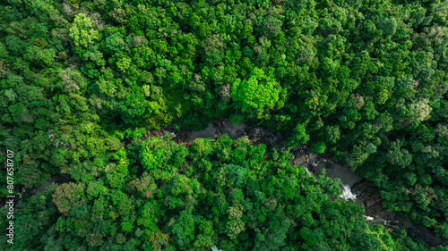 Aerial view of mixed forest  deciduous trees  greenery and waterfalls flowing through the forest. The rich natural ecosystem of rainforest concept is all about conservation and natural reforestation  