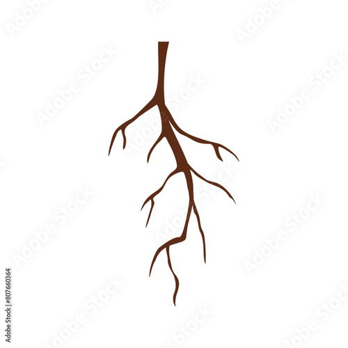 Root Shape Vector