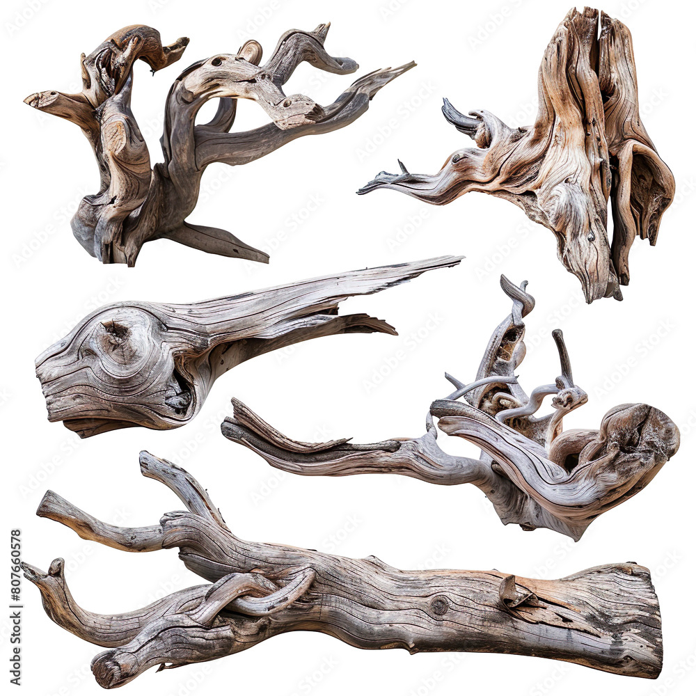 Set of driftwood isolated on a transparent background
Set of driftwood isolated on a transparent background