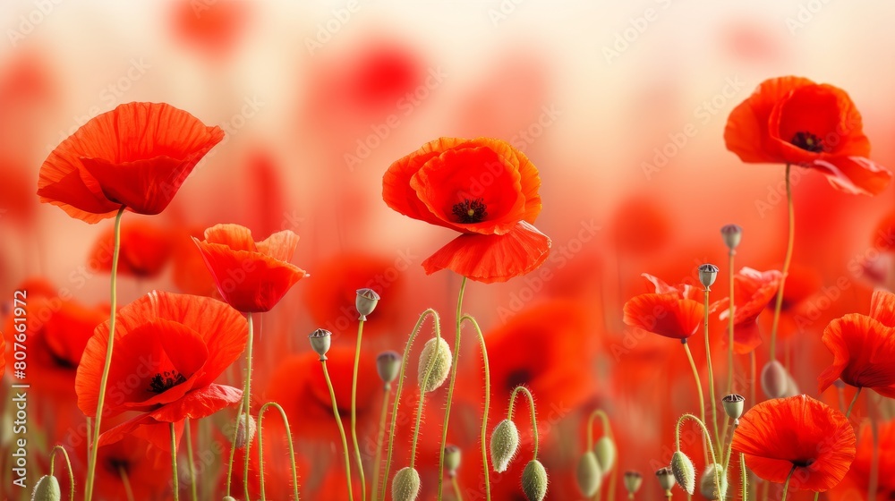 Fototapeta premium Beautiful closeup of poppies poppy Papaver rhoeas flowers in nature. Natural spring summer landscape with red poppies