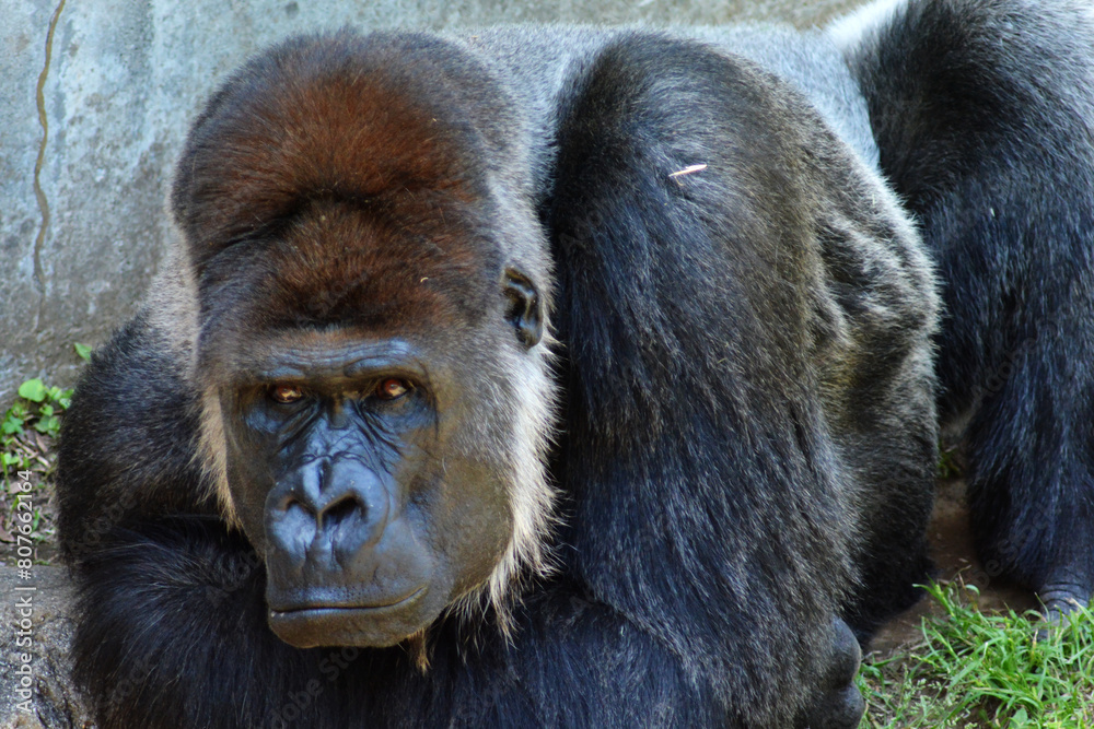 Naklejka premium 動物園のゴリラ