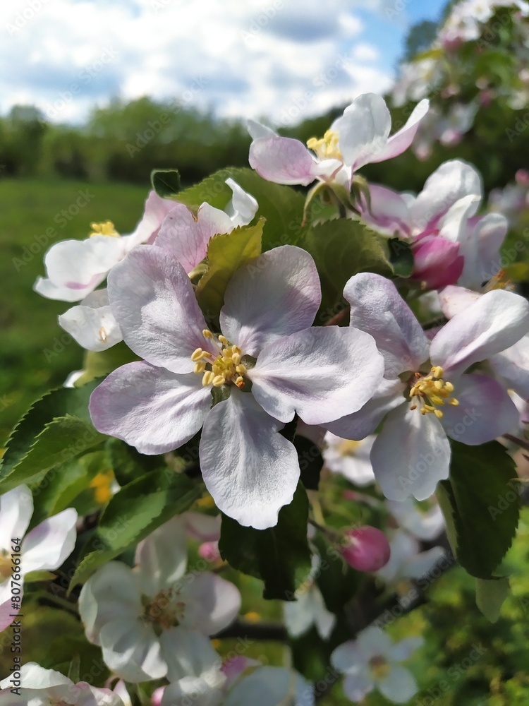 Branch of a blooming apple tree against the sky, white-pink flowers. Branch of a blooming apple tree against the sky, white-pink flowers.