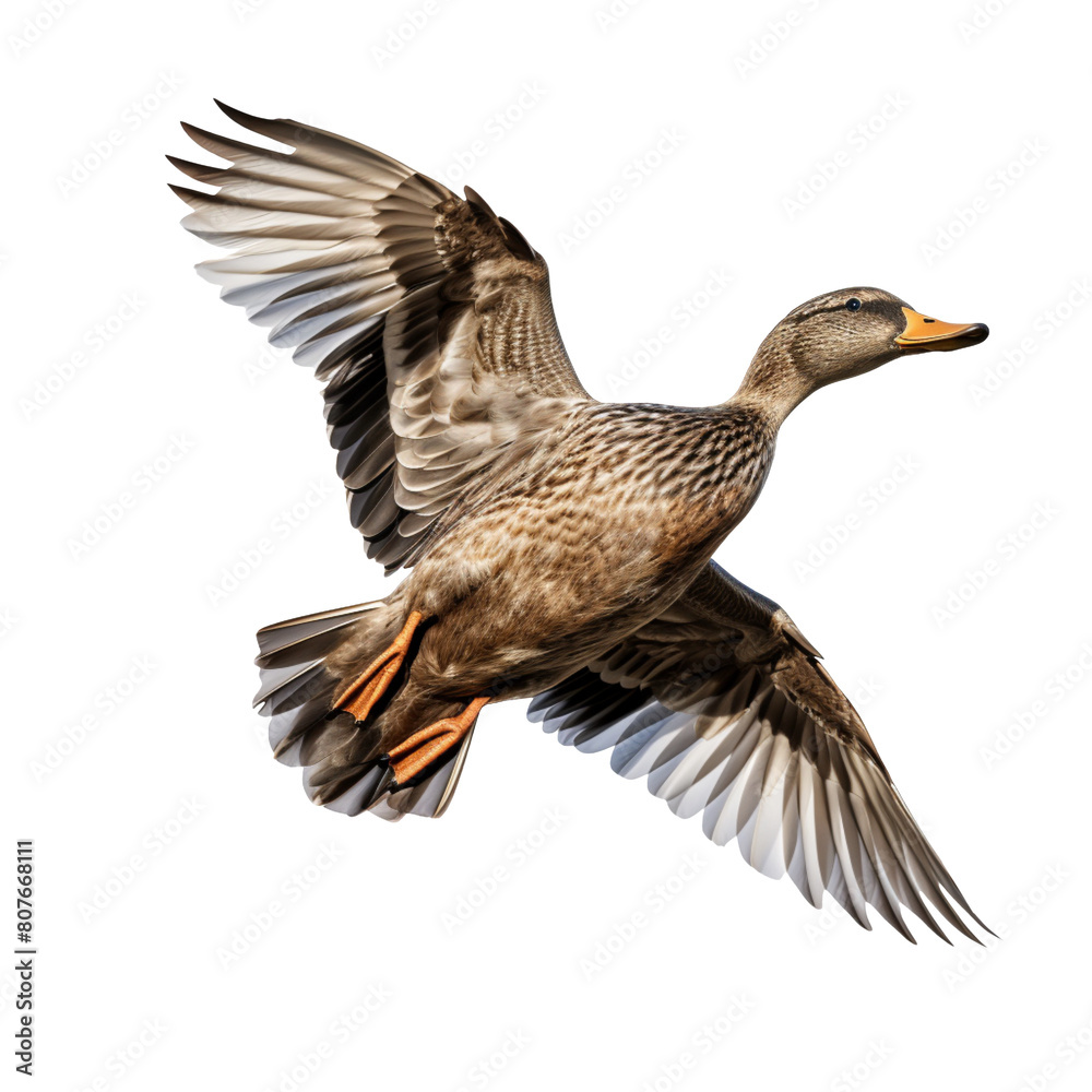 Flying duck isolated on transparent background Flying duck isolated on transparent background