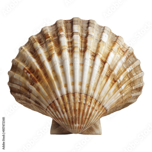 Ocean Scallop shell Isolated on transparent background.