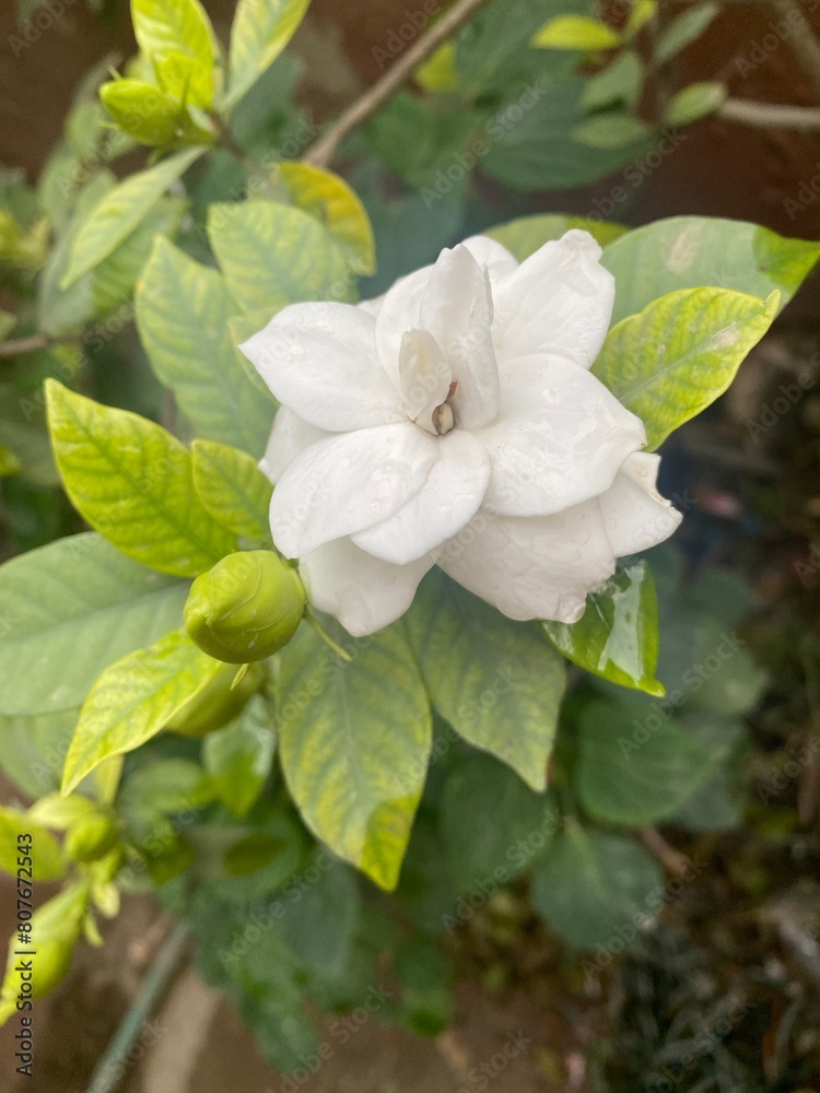 Naklejka premium white,flowers,flower,plant,nature,bud