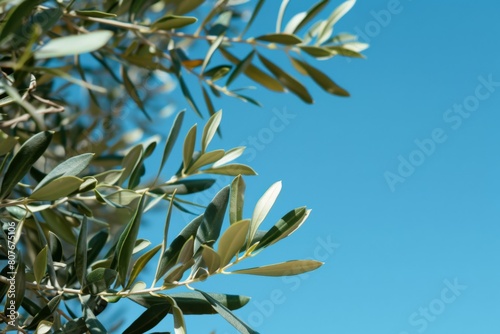 Wallpaper Mural olive branches against a clear blue sky Torontodigital.ca