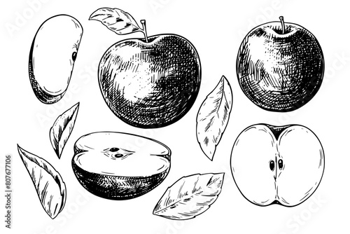 Apple set vintage vector food drawing	 (ID: 807677106)
