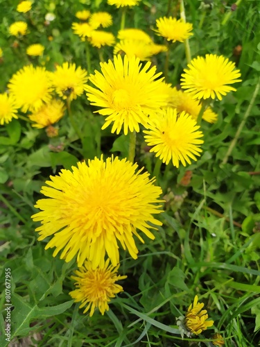 Dandelion with yellow flowers grow in a group in the garden.