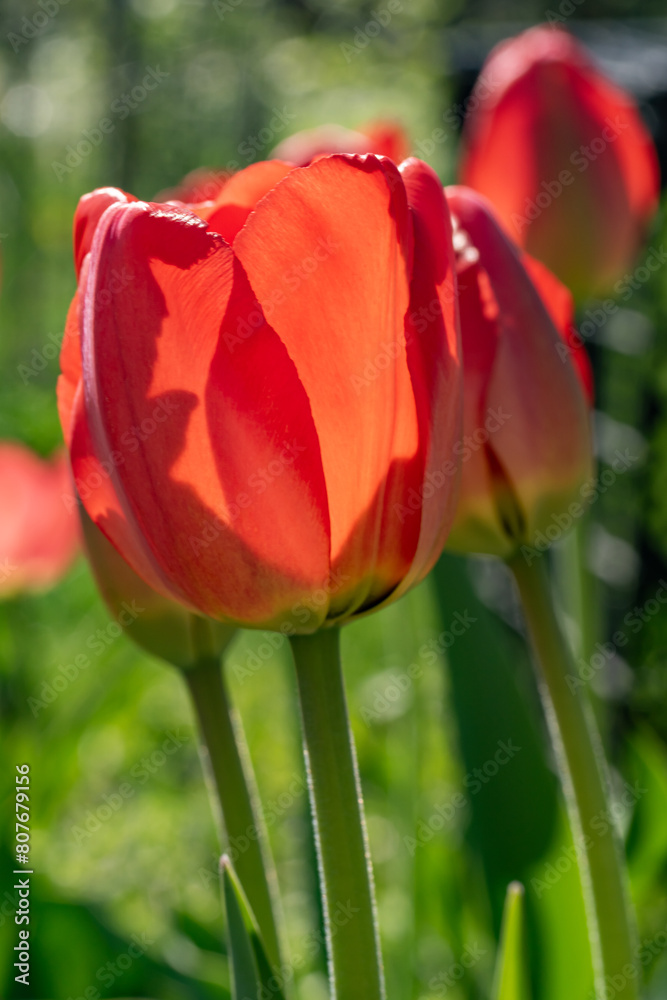 Natural view of colorful tulip flowers blooming in the garden. macro photography Natural view of colorful tulip flowers blooming in the garden. macro photography