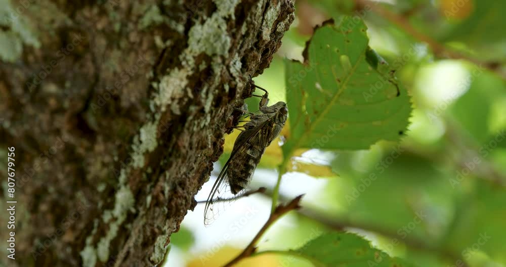 蝉(ツクツクボウシ)が鳴いている4K動画、集音マイクで収録