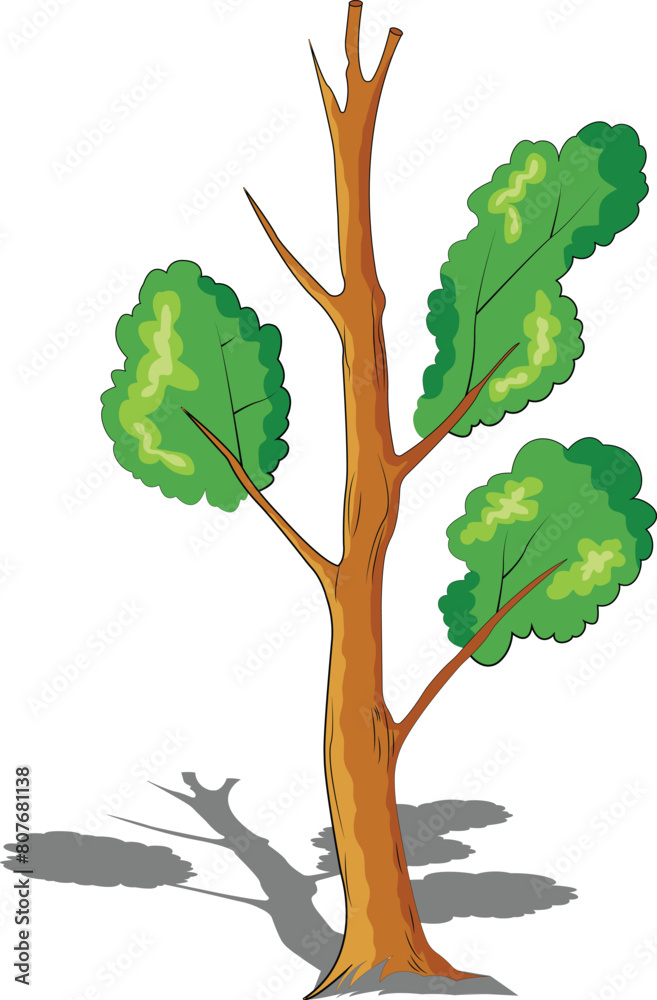 Fototapeta premium tree isolated on white