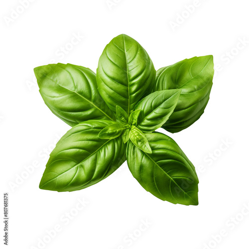 Fresh green basil leave isolated on transparent background