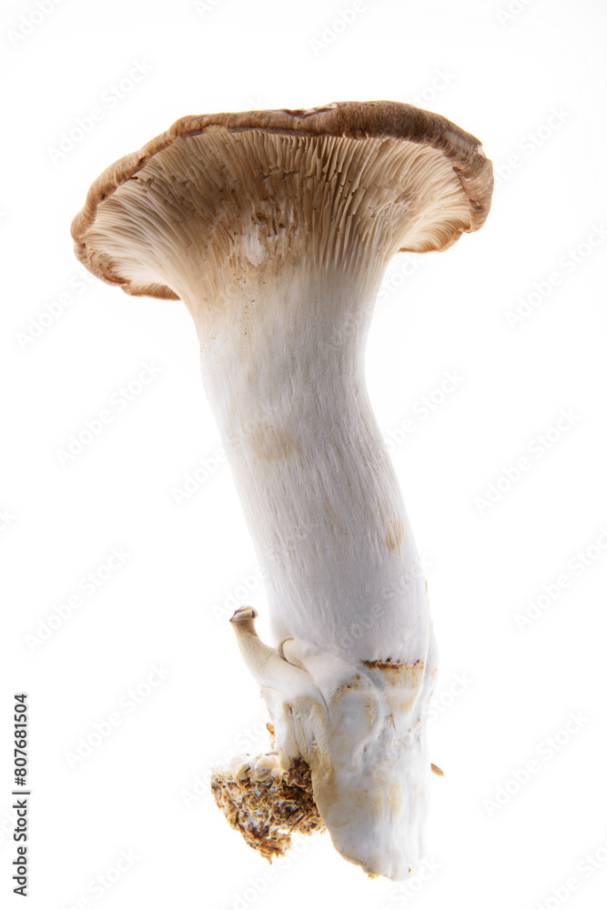 Fototapeta premium 흰색 배경에 새송이 버섯