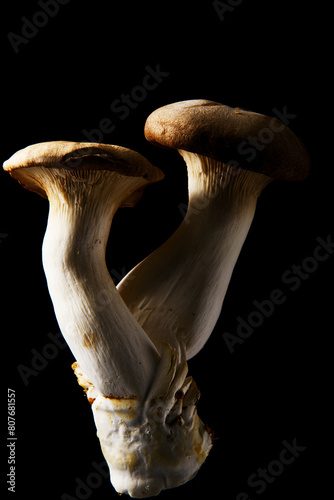 검정배경에 새송이 버섯 photo