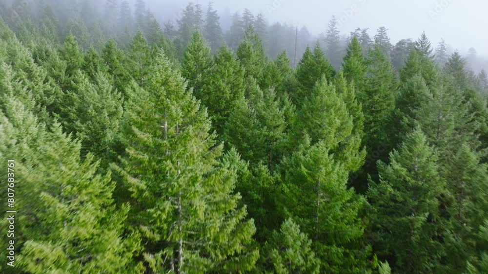 An ethereal scene of morning sunlight diffusing through dense mist among tall evergreens in a Washington forest, creating a tranquil and mystical environment. Perfect for nature themes. 4K footage. An ethereal scene of morning sunlight diffusing through dense mist among tall evergreens in a Washington forest, creating a tranquil and mystical environment. Perfect for nature themes. 4K footage.