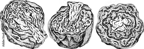 Engraving Hand drawn brussels sprouts on white background. Vector vegetables illustration brussels cabbage	