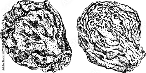 Engraving Hand drawn brussels sprouts on white background. Vector vegetables illustration brussels cabbage	