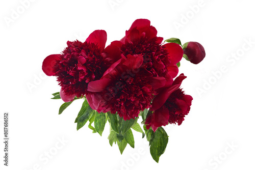 Vibrant Red Peonies Bouquet Isolated on White