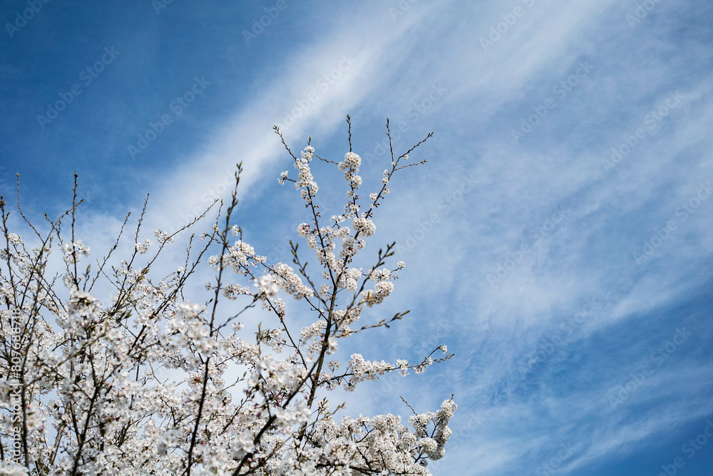 Obraz premium 青空に映える桜