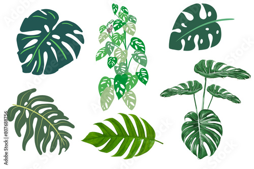 Green Monstera Leaf Clipart with Alpha Channel
