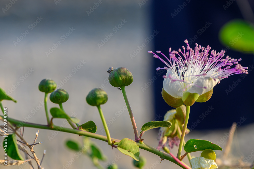 white flower of the caper with purple pistils 1 white flower of the caper with purple pistils 1