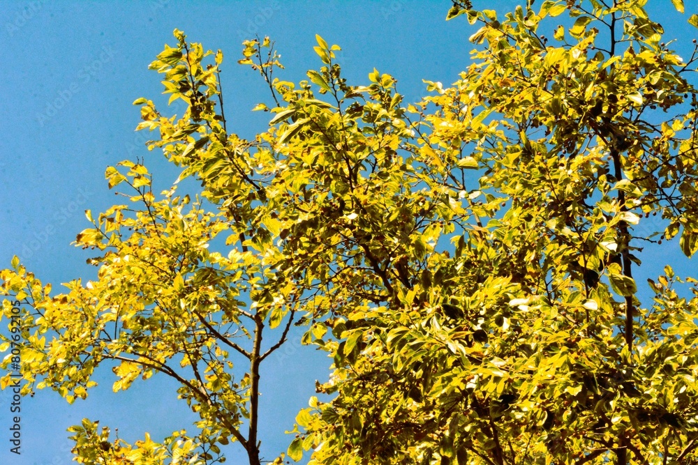 The autumn dry leaves and its seeds clearly visible against the blue sky. The autumn dry leaves and its seeds clearly visible against the blue sky.