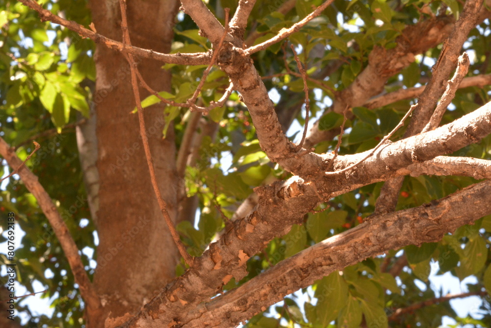 The rough tree branches of a celtis African,indigencies tree of South,Africa. The rough tree branches of a celtis African,indigencies tree of South,Africa.