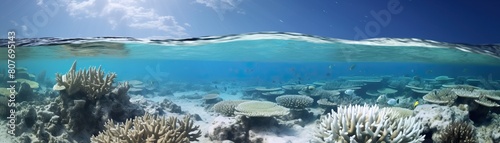 Half water half air view of a bleached coral reef