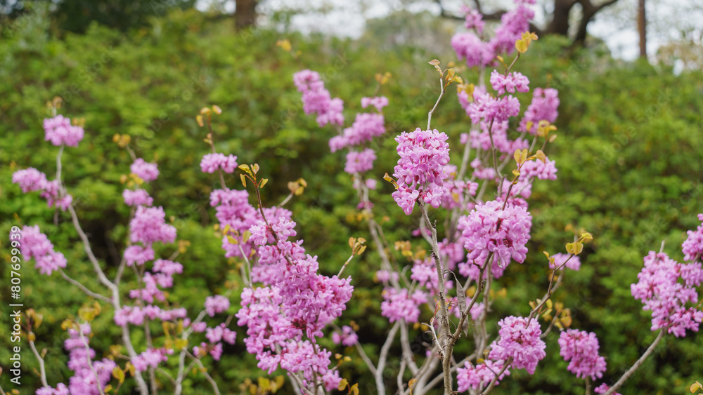 ハナズオウの花・Chinese redbud ハナズオウの花・Chinese redbud