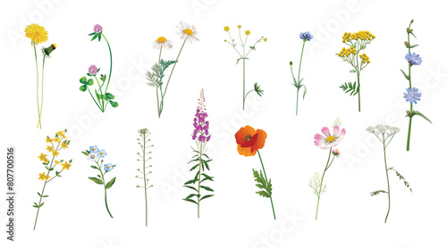 Dandelion, clover, chamomile, buttercup, cornflower, tansy, chicory, hypericum, forget-me-not, shepherd's purse, fireweed, poppy, cosmos, yarrow. Beautiful useful wild plants set on a white background